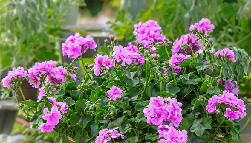 Kaskada różowych kwiatów pelargonii zwisającej pełnokwiatowej tworzy bujną, kwitnącą kompozycję.