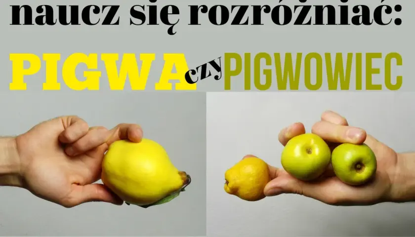 Ręka trzyma dużą, żółtą pigwę obok mniejszej, zielonej pigwy i dwóch jabłek. Naucz się rozróżniać pigwa drzewo.