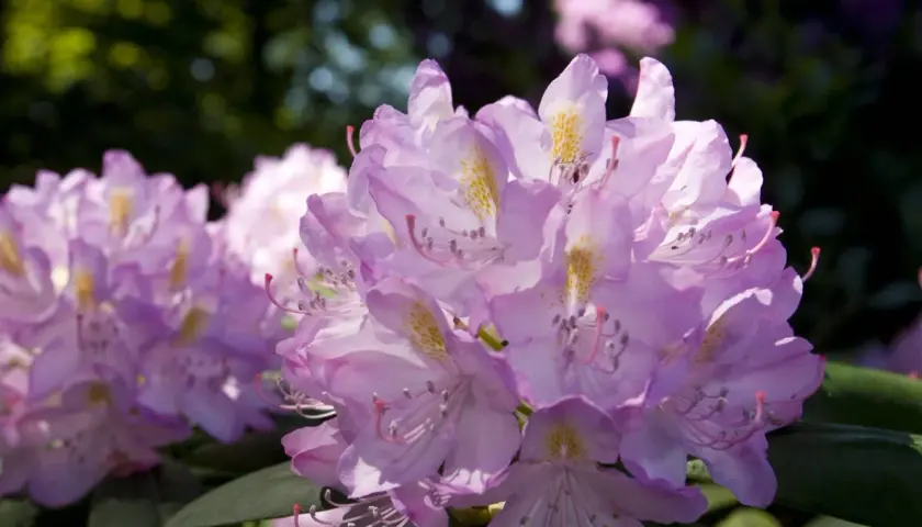 Piękne, jasnoróżowe rododendrony w ogrodzie, z żółtymi plamkami na płatkach, delikatnie kołyszą się na wietrze.