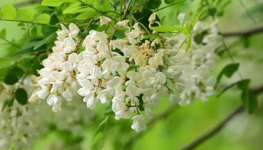 Kwitnąca robinia akacjowa różowa, z białymi, zwisającymi gronami kwiatów i zielonymi liśćmi.