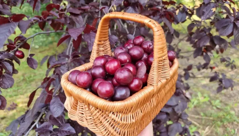 Koszyk pełen dojrzałych, ciemnoczerwonych owoców śliwy wiśniowej krzyżówki, zebranych z drzewa o purpurowych liściach.