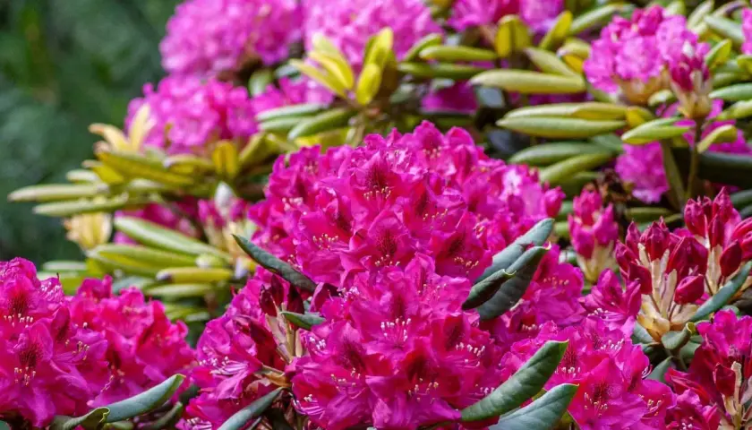 Kwitnące rododendrony w intensywnym różu, potrzebujące specjalnej ziemi do rododendronów, by zachwycać w pełni.