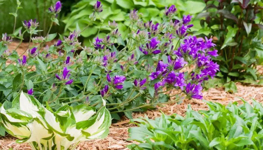 Fioletowe dzwonki, czyli campanula po przekwitnięciu, tworzą barwny kobierzec wśród zieleni host i innych roślin.