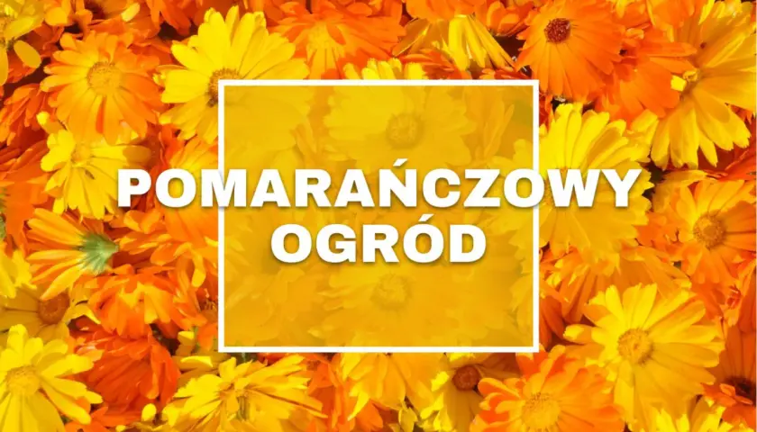 Pomarańczowe kwiaty tworzą słoneczny ogród.
