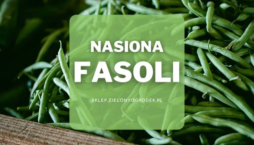 Duża ilość zielonych strąków fasoli, idealnych do sadzenia. Nasiona fasoli z pewnością obrodzą!