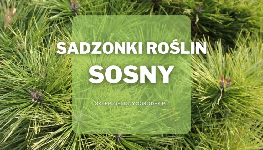 Sadzonki roślin sosny. Wiele odmian sosny czeka na Ciebie w sklepie Zielonyogrodek.pl.