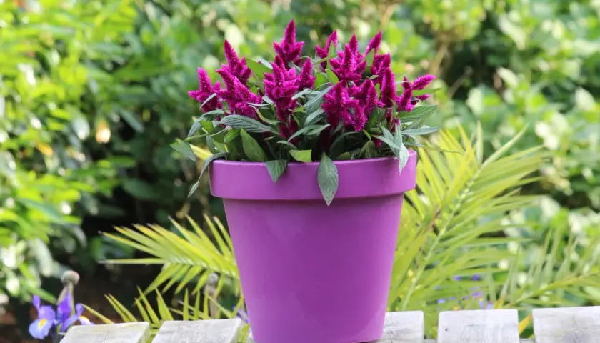 Celosia deep purple w fioletowej donicy, otoczona zielenią.