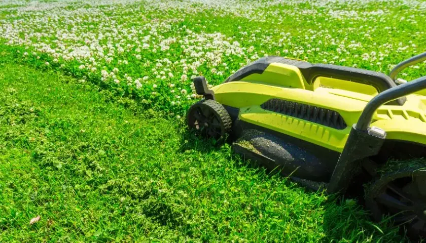 Jak pozbyć się koniczyny z trawnika - skuteczne metody na chwasty