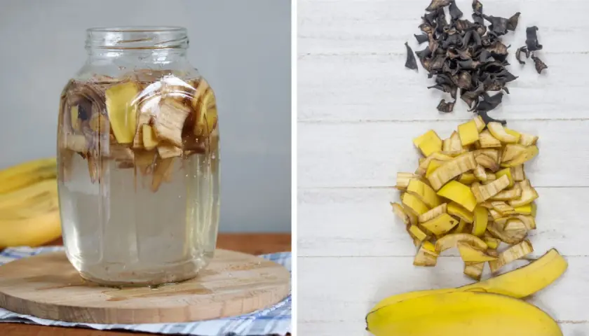 Słoik z wodą i kawałkami banana, obok stosy pokrojonych skórek i wysuszonych resztek, gotowych na nawóz z banana.