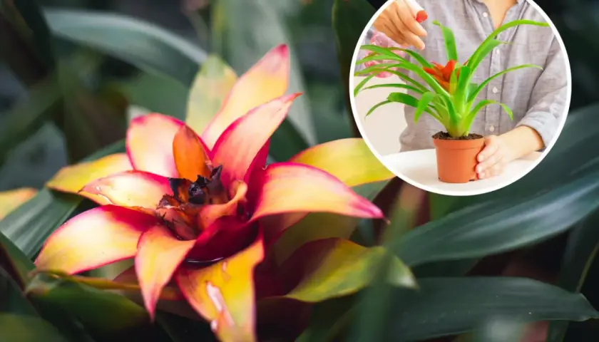 Kwiat bromelia w pełnym rozkwicie, z ognistymi płatkami. W okręgu widać ręce podlewające mniejszą bromelię.