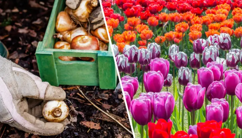 Sadzenie cebulek tulipanów i kwitnące pola w żywych kolorach tulipanów.
