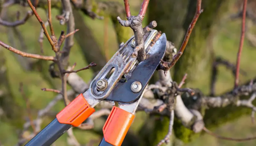 Sekator ogrodniczy wykonuje cięcie brzoskwini, przygotowując drzewko do wiosennego wzrostu.