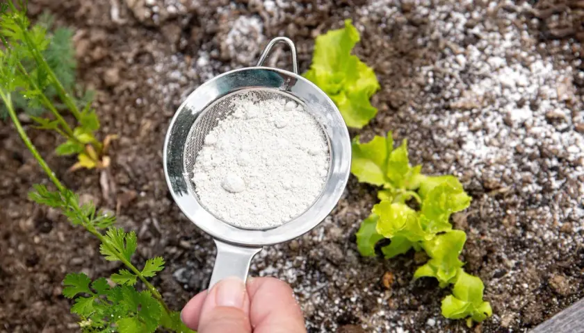 Sita z ziemią okrzemkową nad młodymi sadzonkami. Naturalny sposób na ochronę roślin.