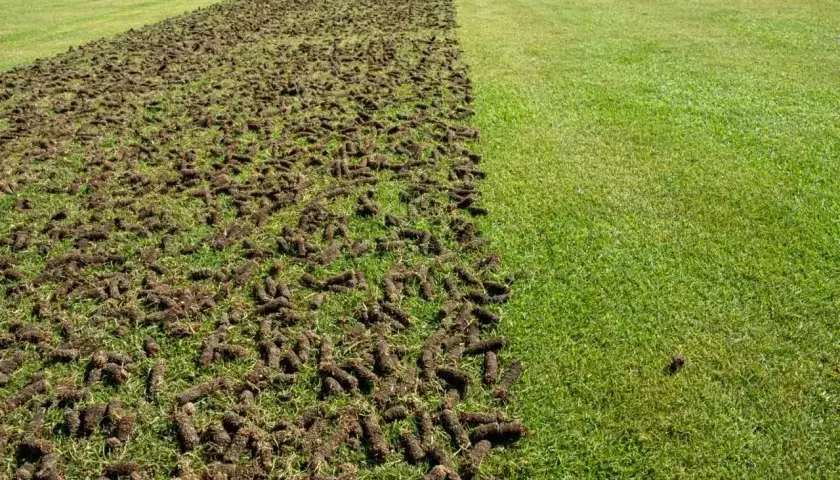 Po zabiegu aeracji trawnika, widać wyraźną granicę między świeżo napowietrzoną ziemią a zieloną trawą.