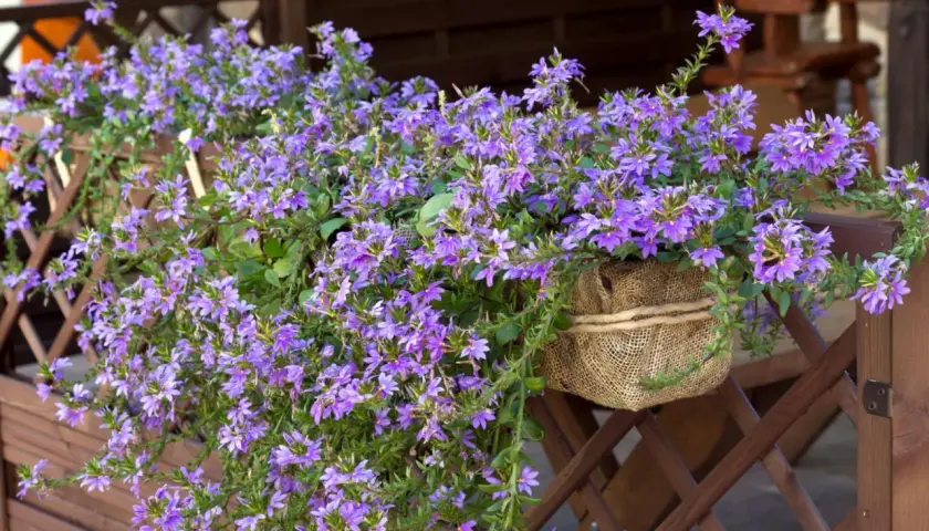 Urocza scaevola uprawa w donicy oplecionej jutą, kwitnąca na fioletowo na tle drewnianej balustrady.