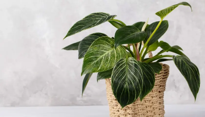 Filodendron w plecionym koszu z zielonymi liśćmi i białymi żyłkami.