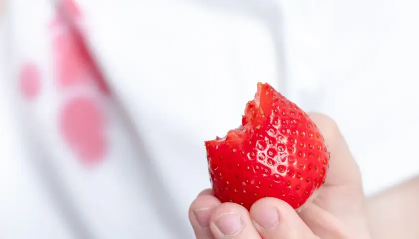 Ręka trzyma nadgryzioną truskawkę, a na białej koszulce widać plamy. Czy truskawki się spierają o to, kto zostawi ślad?