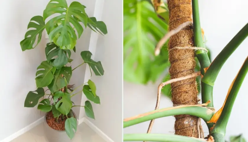 Monstera z pięknymi liśćmi i korzeniami powietrznymi oplatającymi palik.