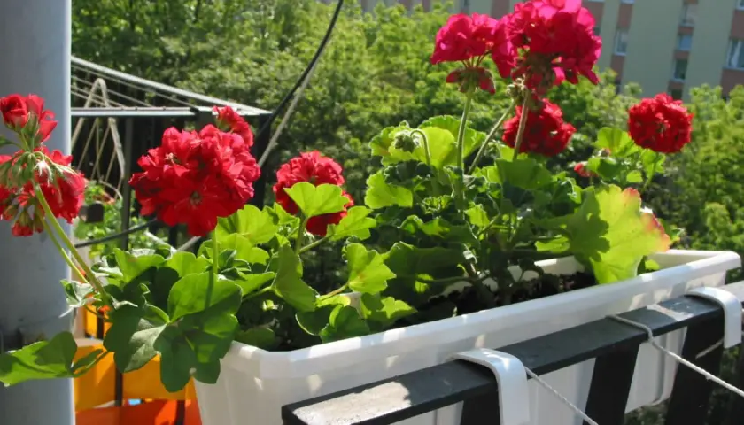 Czerwone pelargonie w skrzynce na balkonie. Idealny czas, kiedy sadzić pelargonie, to wiosna, gdy minie ryzyko przymrozków.