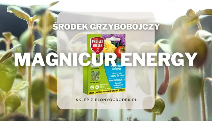 Środek grzybobójczy Magnicur Energy chroni młode rośliny. Opakowanie produktu na tle sadzonek.