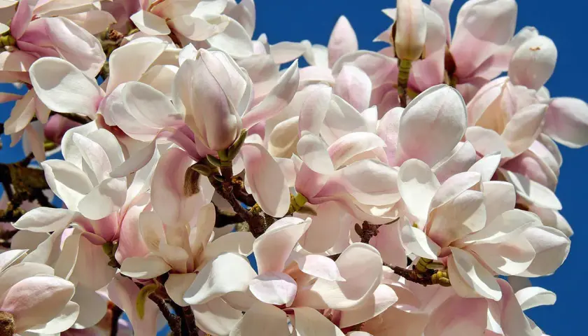 Delikatne, różowo-białe kwiaty magnolii na tle błękitnego nieba. Idealny czas, kiedy sadzić magnolię do gruntu, to wiosna lub jesień.