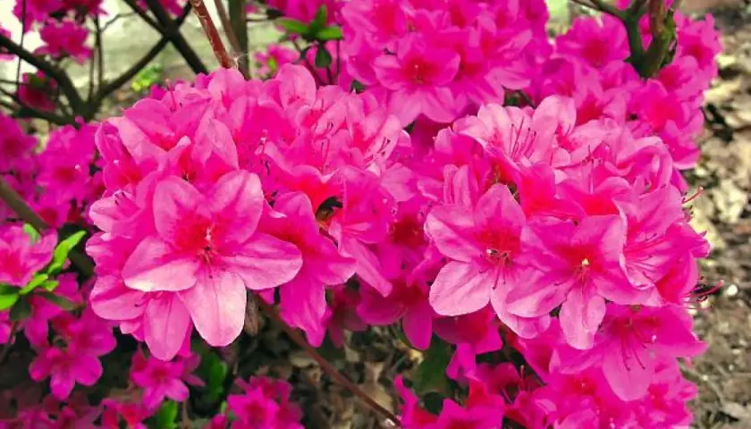 Kwitnące krzewy rododendronów odmiany o intensywnie różowych kwiatach.