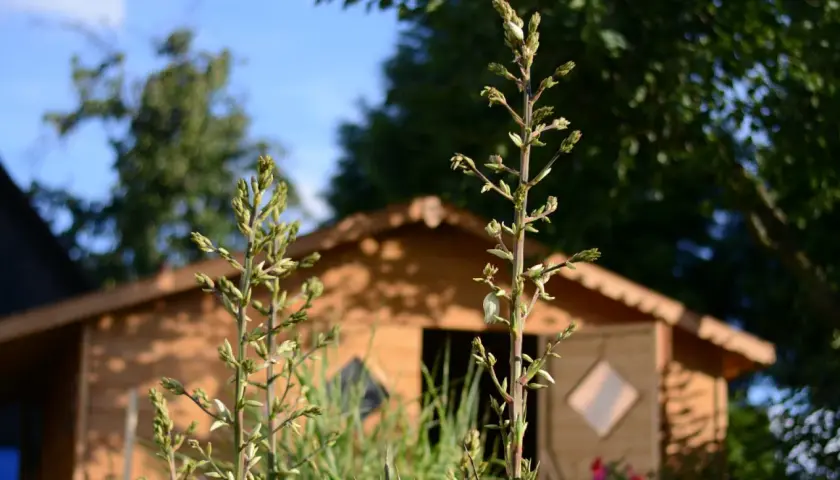 Zielona łodyga juki z pąkami kwiatów na tle drewnianego domku i błękitnego nieba. Widać, jak kwitnie juka.