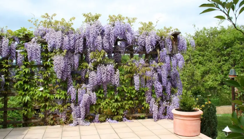 Obficie kwitnąca wisteria w odcieniach fioletu, pnąca się po drewnianej pergoli. Idealny czas, by pomyśleć, wisteria kiedy sadzić, by cieszyć się takim widokiem.