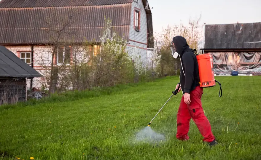 Oprysk chwastów na trawniku - Kiedy go wykonać, by był skuteczny?