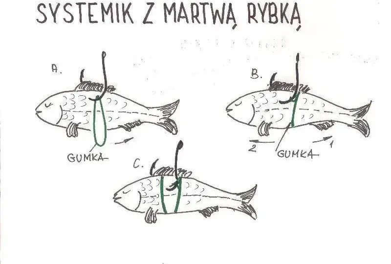 Jaki grunt na żywca? Odkryj najlepsze ustawienia na szczupaka