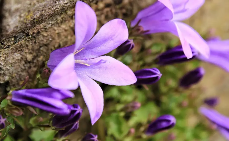 Campanula w doniczce - jak dbać, by kwitła cały sezon?