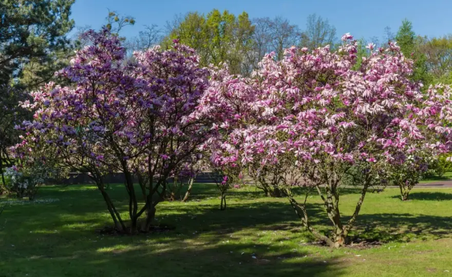 Jak szybko rośnie magnolia? Sprawdź tempo wzrostu odmian