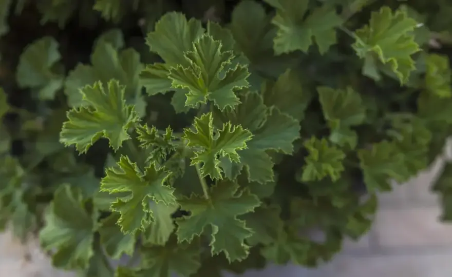 Anginowiec, czyli pelargonia pachnąca - uprawa i zastosowanie