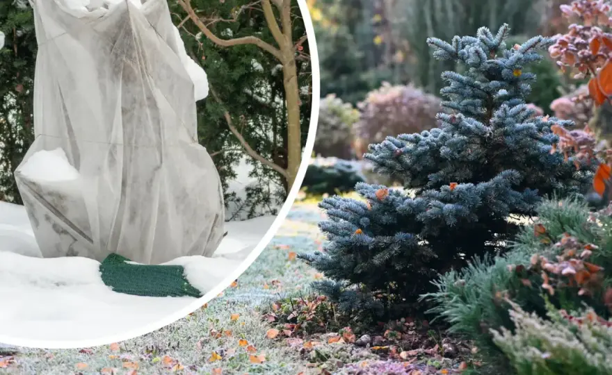 Sałata a mróz: Jak chronić i ratować rośliny?