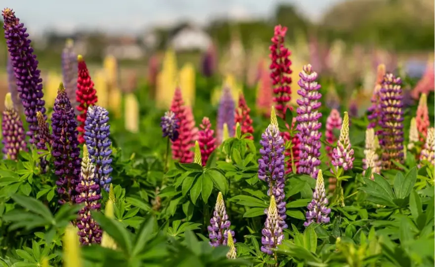 Tulipany botaniczne w ogrodzie - jak wybrać te najtrwalsze?