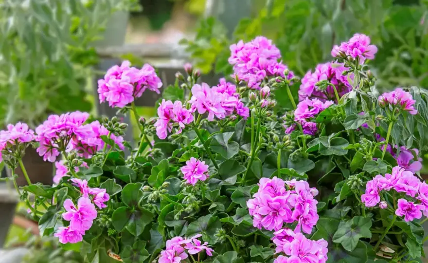 Pelargonia zwisająca pełnokwiatowa - Jak uzyskać gęstą kaskadę?