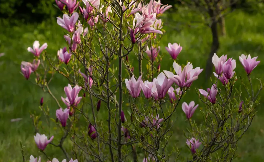 Jak sadzić magnolię, by dobrze się przyjęła i zakwitła?