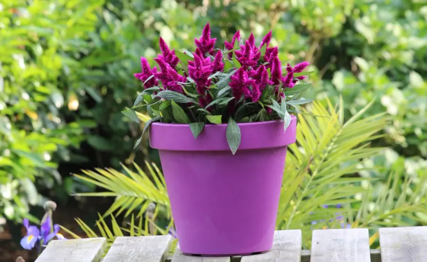 Celosia deep purple - uprawa, podlewanie i najlepsze połączenia