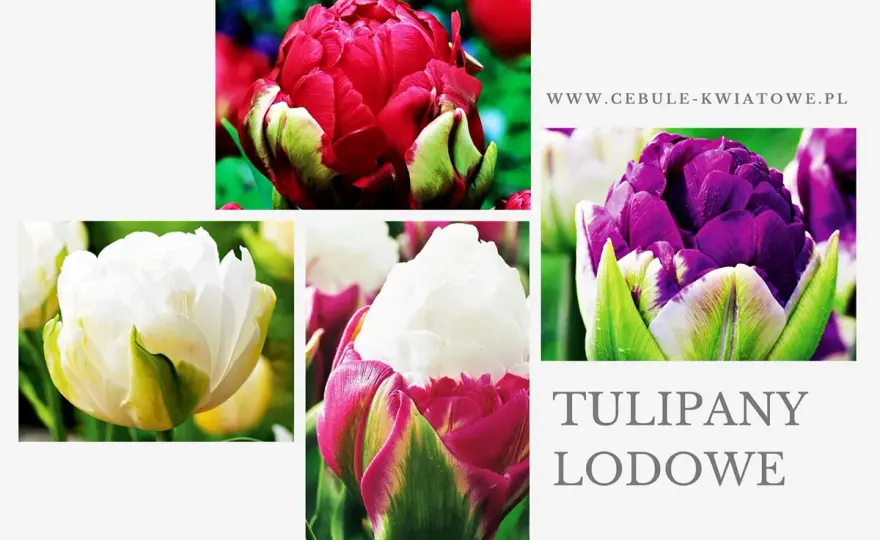 Lodowy tulipan - jak sadzić i pielęgnować tę odmianę