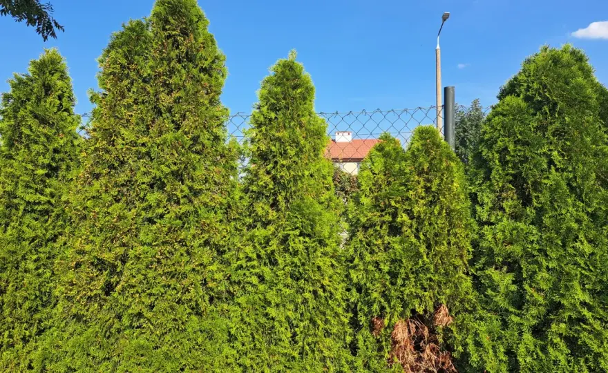 Tuja: drzewo czy krzew? Sprawdź, co mówi prawo!