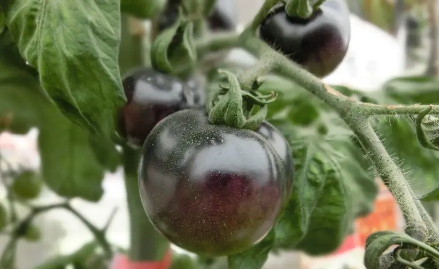 Czarny pomidor - odmiany, uprawa i smak ciemnych pomidorów