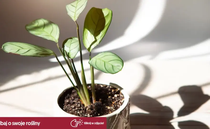 Calathea w domu - pielęgnacja bez zgadywania