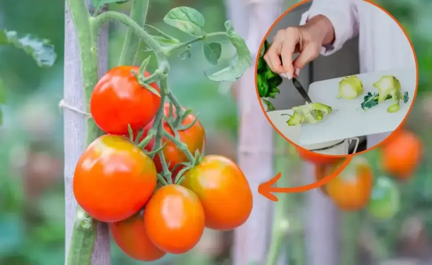 Potas w pomidorach - jak rozpoznać niedobór i wybrać nawóz