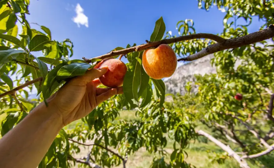 Jak wyhodować brzoskwinię z pestki? Poradnik krok po kroku