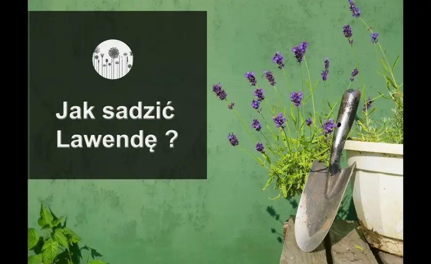 Jak posadzić lawendę: proste kroki dla zdrowych roślin w ogrodzie