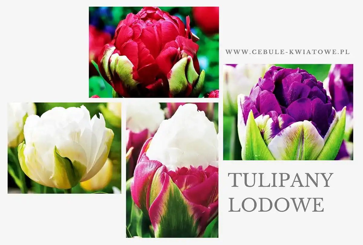 Lodowy tulipan - jak sadzić i pielęgnować tę odmianę