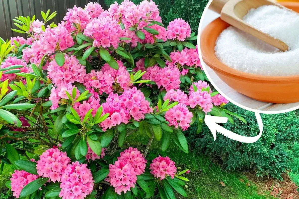 Piękny rododendron kwitnie obficie. Obok miseczka z białym proszkiem, który może być składnikiem domowego nawozu do rododendronów.