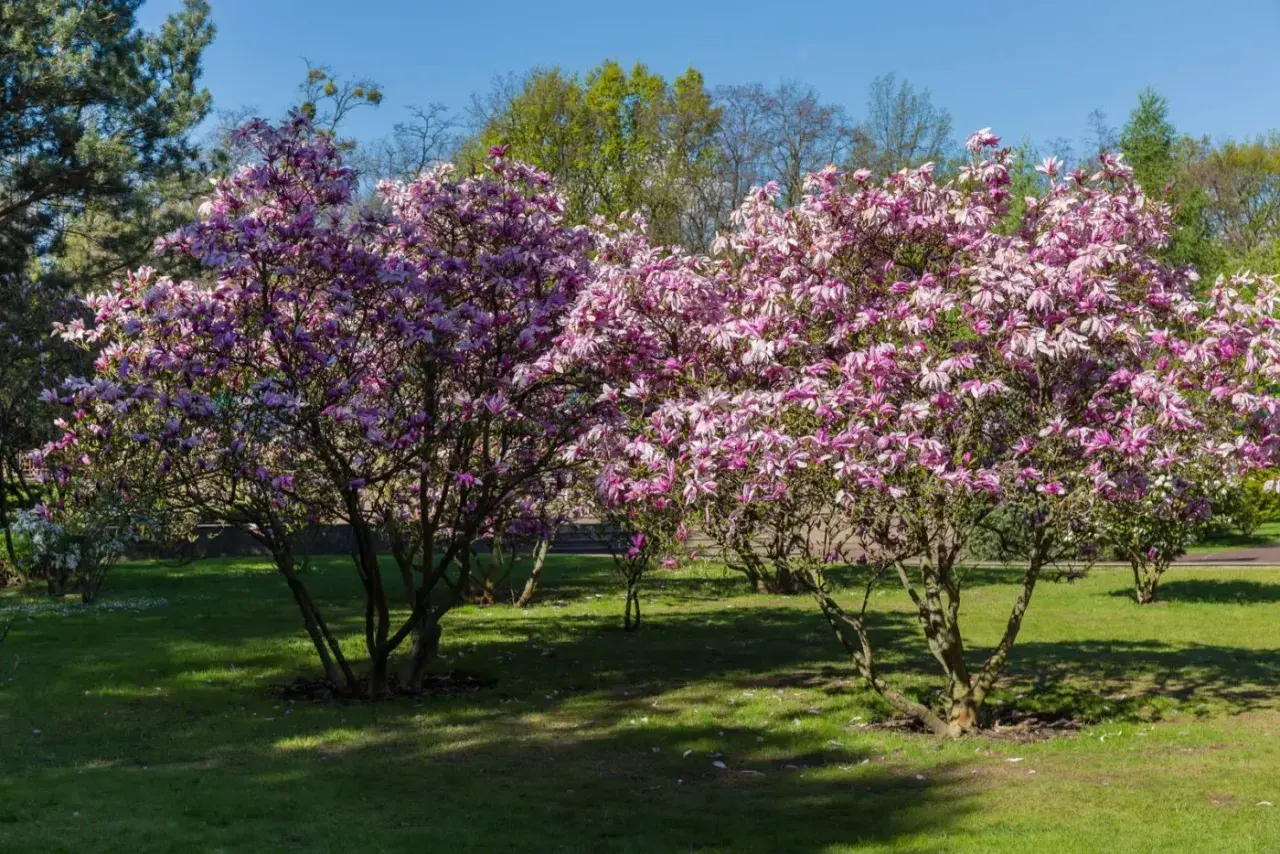 Dwie kwitnące magnolie w pełnym rozkwicie, zachwycające różowymi kwiatami. Widać, jak szybko rośnie magnolia, tworząc gęste korony.