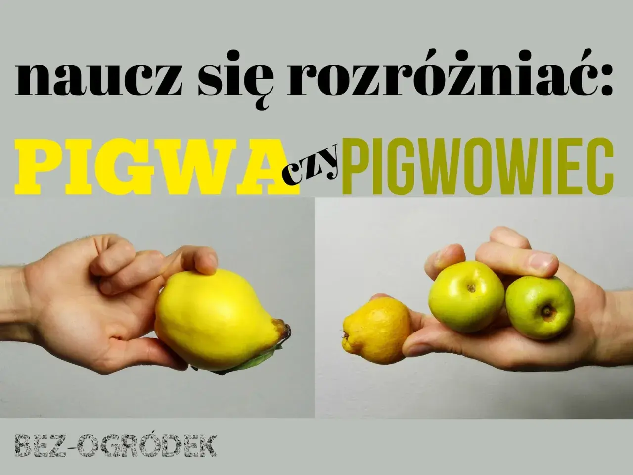 Ręka trzyma dużą, żółtą pigwę obok mniejszej, zielonej pigwy i dwóch jabłek. Naucz się rozróżniać pigwa drzewo.