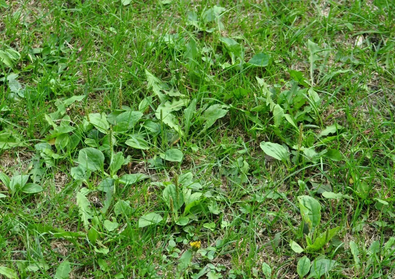 Gęsty trawnik z licznymi liśćmi babki lancetowatej, która jest powszechnym chwastem w trawnikach.